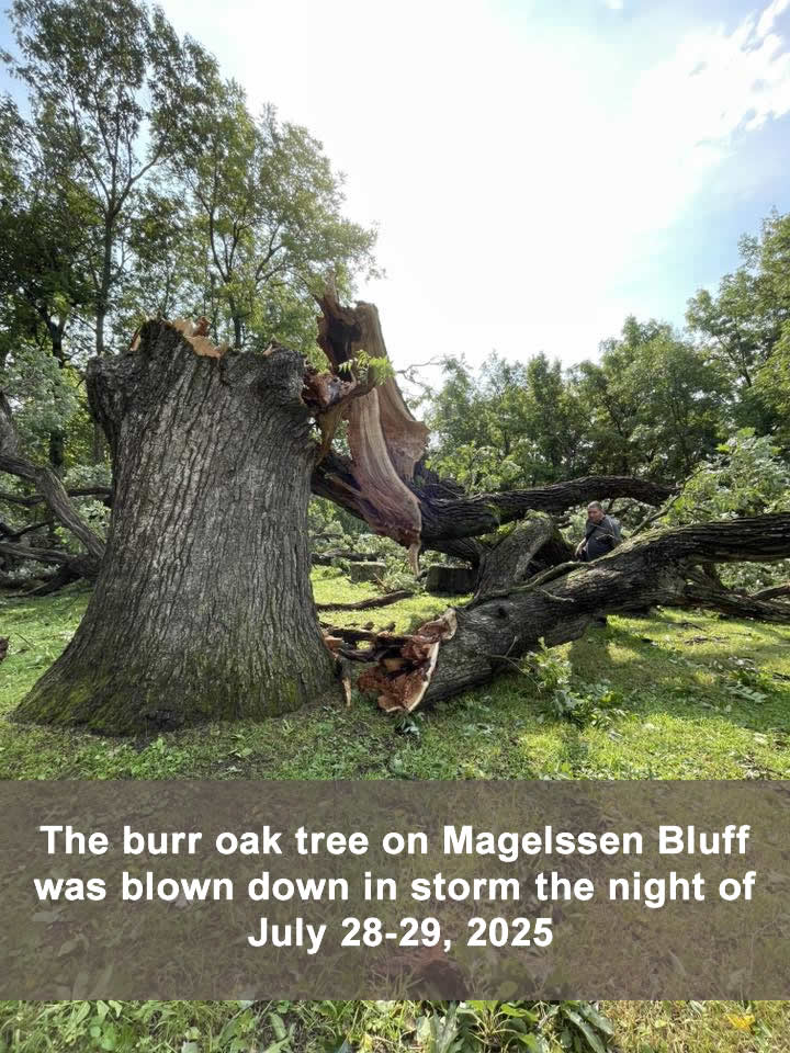 Magelssen Bluff Plant Scavenger Hunt
